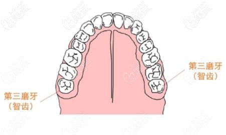 智齿的生长位置