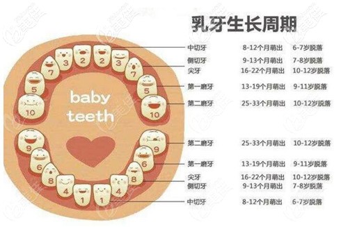一张图搞懂儿童换牙齿的年龄和顺序:现在知道还不算晚