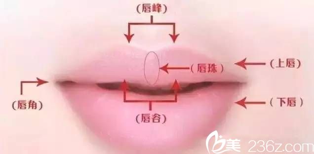 嘴唇的结构介绍
