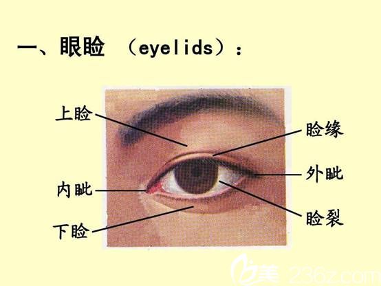 和上海伊莱美整形医院邱文苑医生一起了解眼部的微结构。