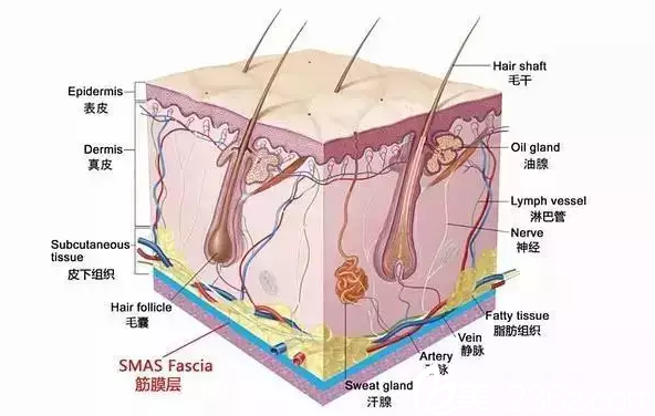 韩国Stanley皮肤科皮肤组织示意图