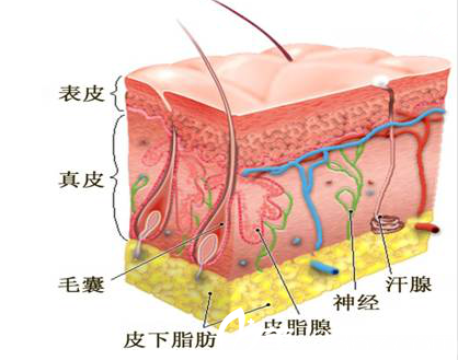 皮肤结构图