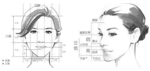 鼻子在五官中的比例