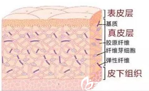 皮肤组织结构