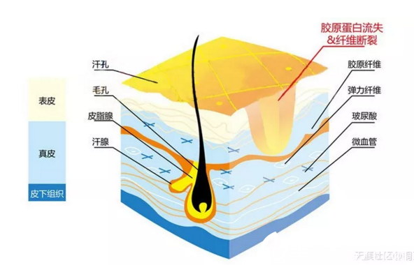 韩国氐殊的修复原理 韩国氐殊的修复原理