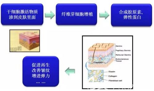 在皮肤中起到的作用 在皮肤中起到的作用