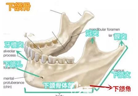 下颌角骨骼介绍