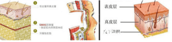 <!--<i data=20240703-sp></i>-->皮肤机构示意图