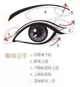 眼部美学标准图