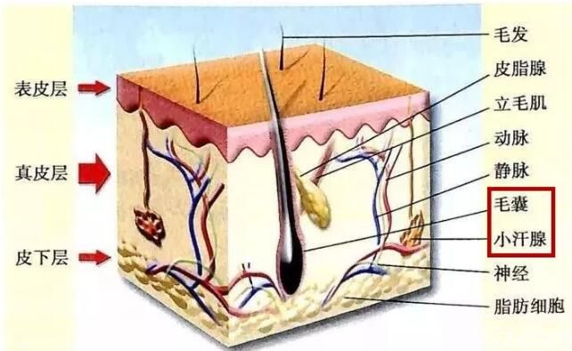 南京艺星辟谣脱毛不影响排汗 南京艺星辟谣脱毛不影响排汗