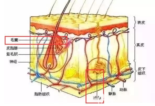 江子旭分享激光脱毛不会影响排汗 江子旭分享激光脱毛不会影响排汗