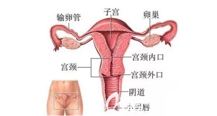 女性生殖构造