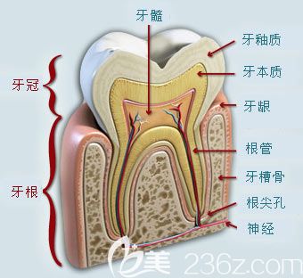 上海恒愿齿科刘健康医生介绍牙齿根管治疗的步骤
