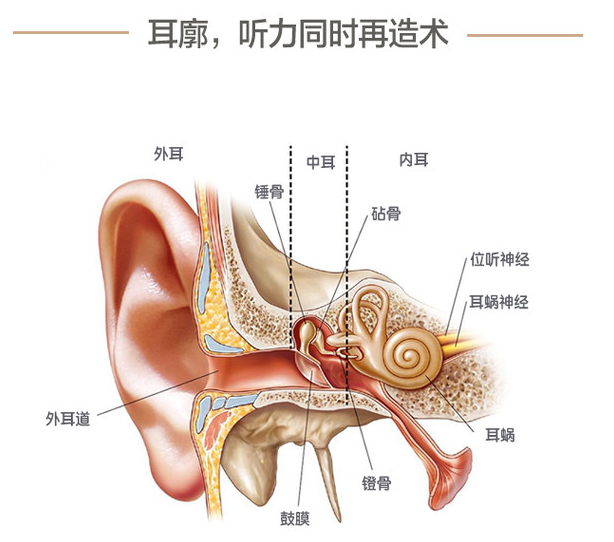 韩国普罗菲耳耳朵畸形、小耳症整形可以耳廓+耳道同时再造