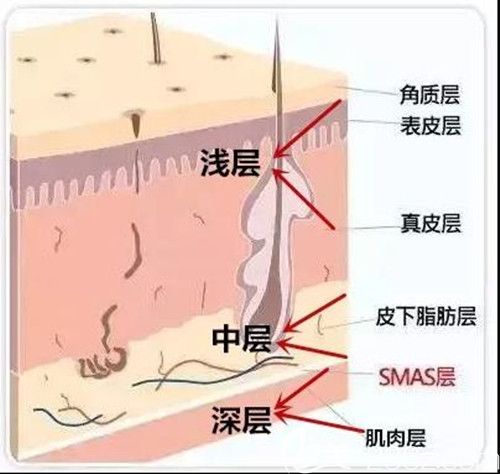 皮肤的层次