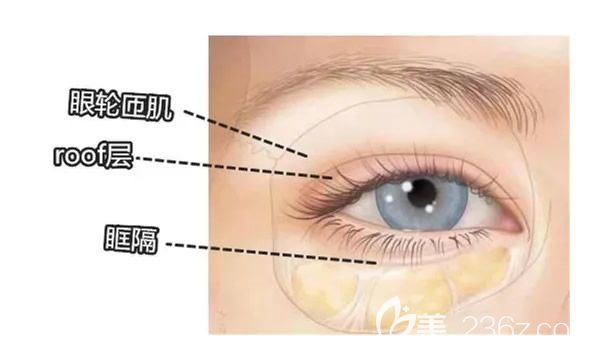 眼部皮肤结构分层图片