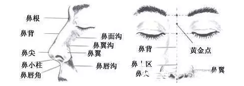 鼻部结构示意图 鼻部结构示意图