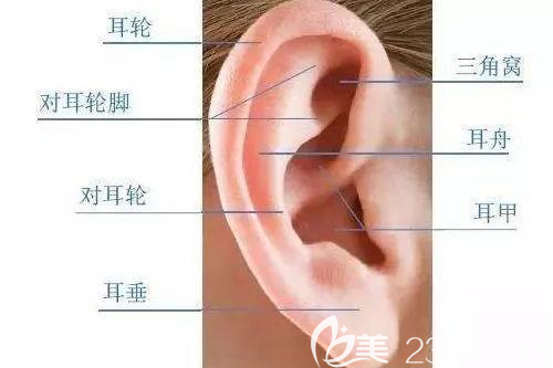 韩国普罗菲耳分析耳朵的构造