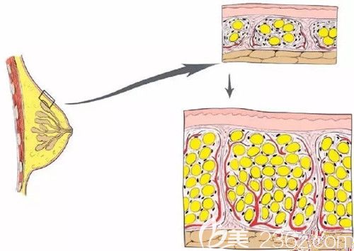 自体脂肪在体内的状态