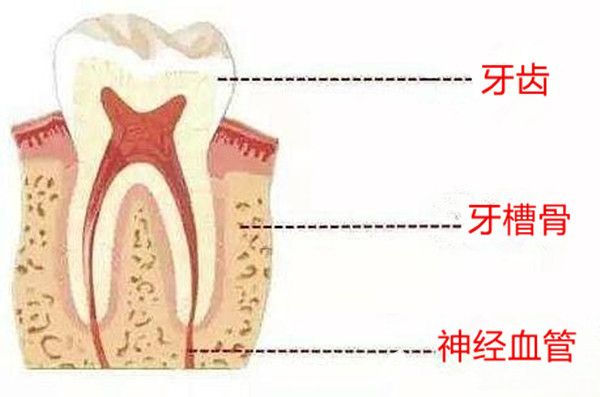 牙齿构造示意图
