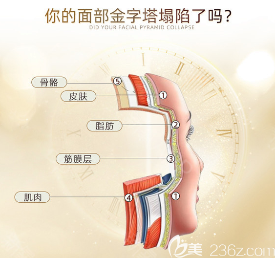 面部组织分层示意图