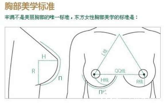胸部美学标准示意图 胸部美学标准示意图