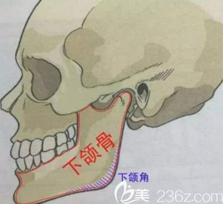 下颌角位置示意图