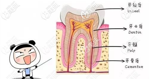 牙齿的构造由牙釉质组成