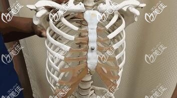 肋骨鼻取肋骨部位介绍 肋骨鼻取肋骨部位介绍