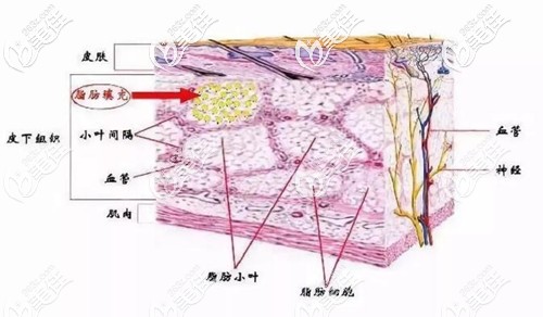 皮下脂肪分布原理图 皮下脂肪分布原理图