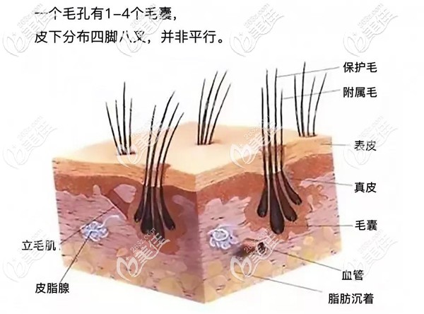 毛囊组织结构示意图 毛囊组织结构示意图
