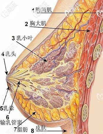 解析胸部的不同层次 解析胸部的不同层次