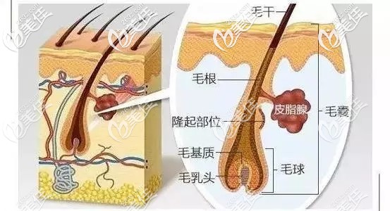 头发结构分析图片