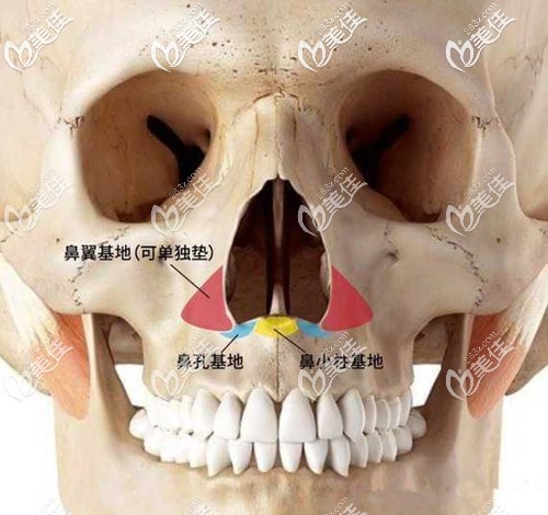 鼻基底填充的位置 鼻基底填充的位置