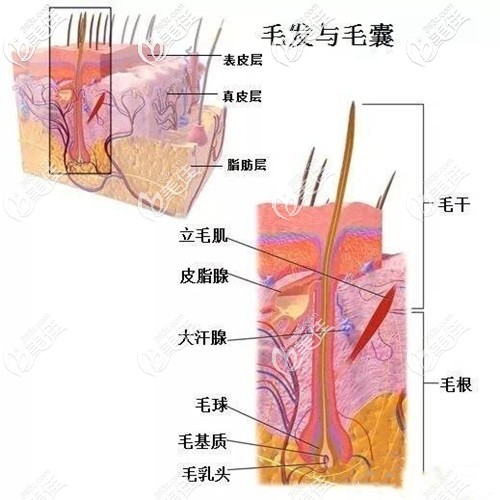 毛发与毛囊的结构特性图 毛发与毛囊的结构特性图