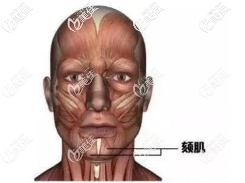 颏肌的位置 颏肌的位置