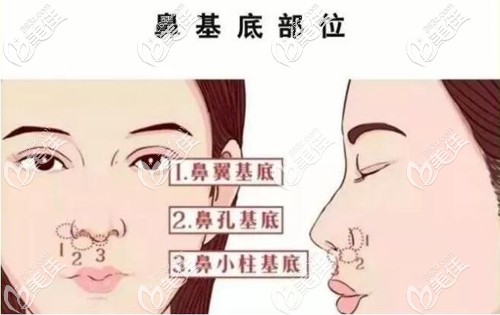鼻基底的位置 鼻基底的位置