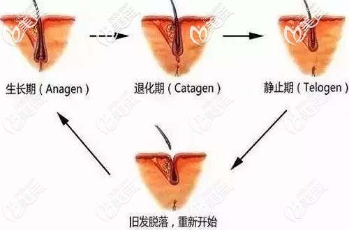 头发的生长周期示意图