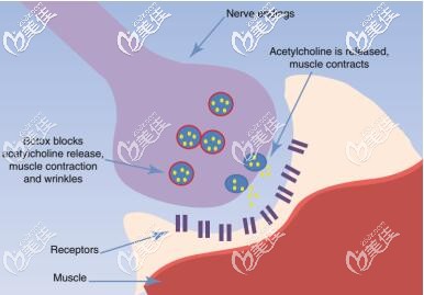 微针去眼周细纹原理