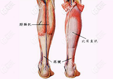 小腿肌肉的组织分布示意图