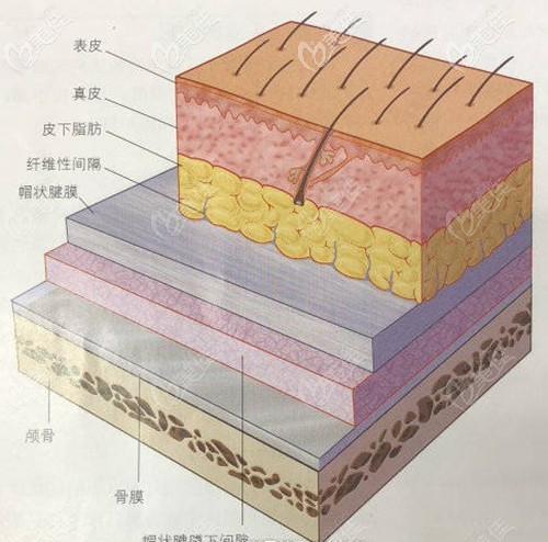头皮毛囊组织结构图解 头皮毛囊组织结构图解