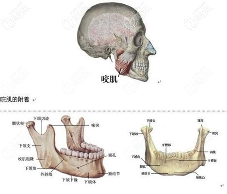 下颌骨大咬肌大的问题 下颌骨大咬肌大的问题