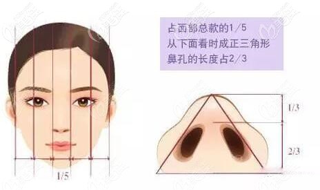 鼻子宽度和面部比例 鼻子宽度和面部比例