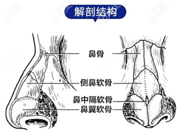 鼻部解剖结构