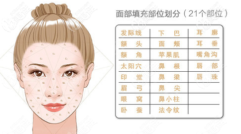 全脸脂肪填充部位划分 全脸脂肪填充部位划分