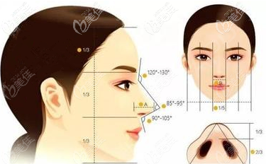 北京彤美做鼻子依据的鼻部美学原理示意图 北京彤美做鼻子依据的鼻部美学原理示意图