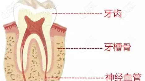 一颗牙齿的分布图