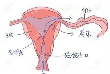 阴道以及其周围肌肉和组织的图片 
