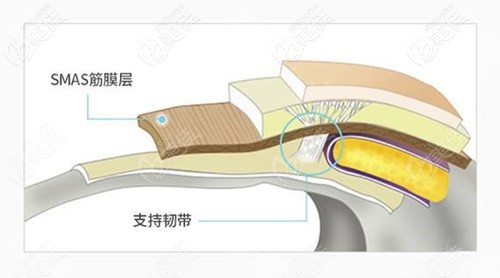 面部皮肤不同层次组织