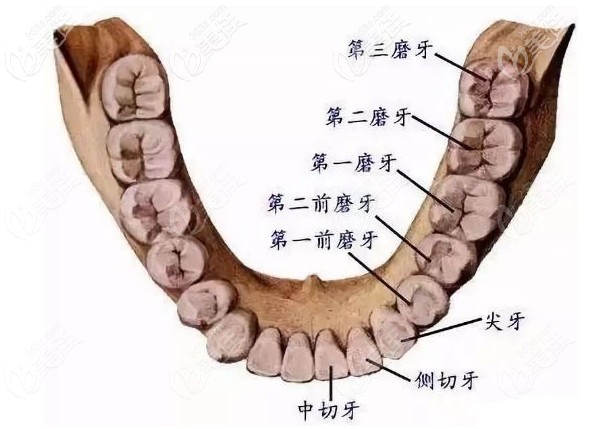 牙齿结构图 牙齿结构图